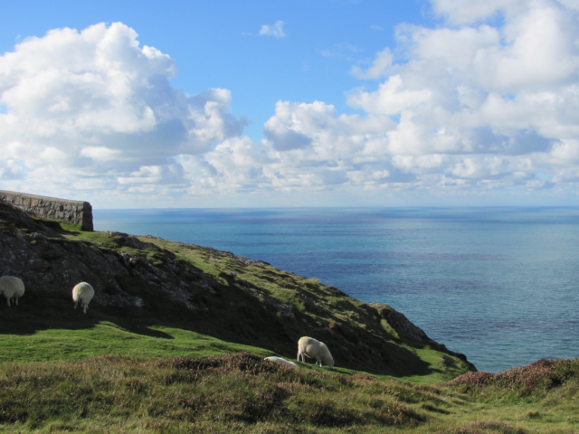 A cliff top above a blue sea, reflecting the sky covered with puffy white clouds. On the left, the cliff is topped with the end of a wall; below it, three sheep are grazing - one is much closer to the edge than the others (but not in danger, honest)