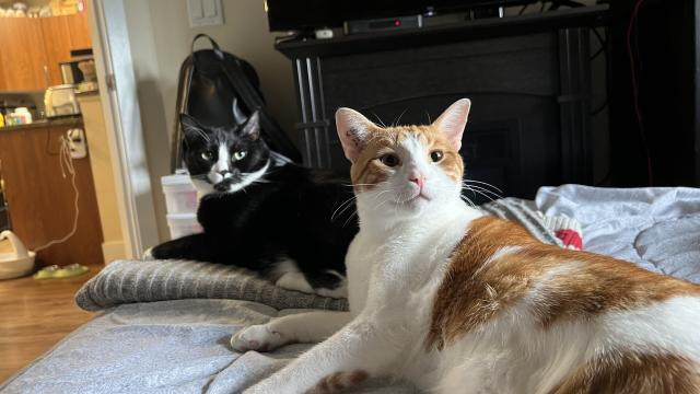 Two cats on a bed: a tuxedo in the background, and an orange and white in front.