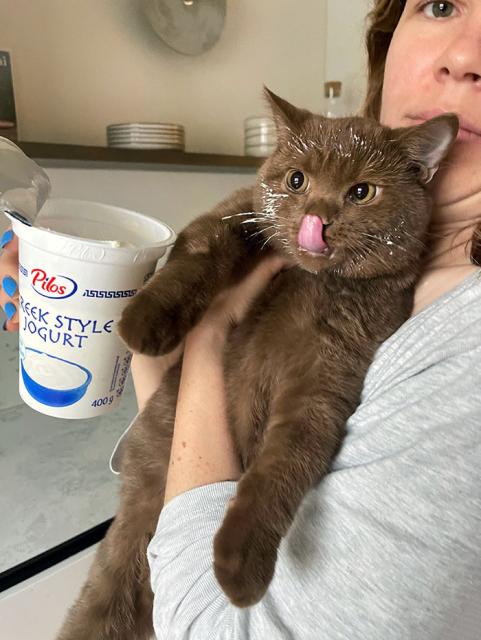 cat ate the yoghurt