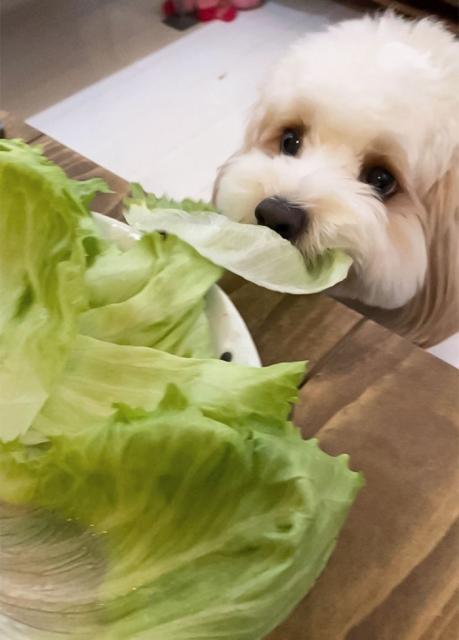 pup stealing lettuce