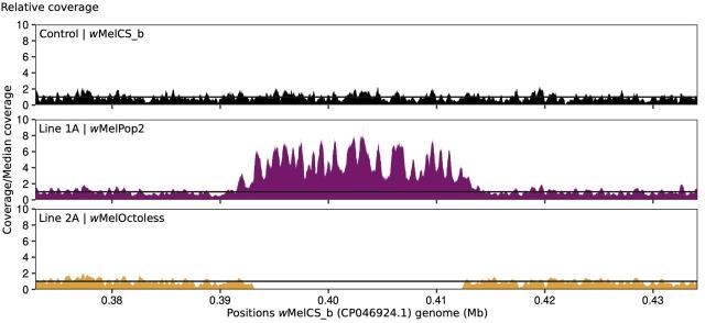 Sequencing coverage of overproliferative Wolbachia showing amplification or deletion of Octomom region