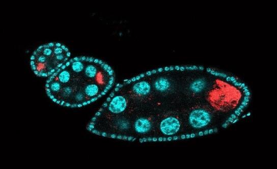 FISH showing Wolbachia in Drosophila oocytes