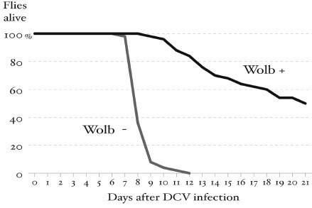 Survival curve showing higher survival to viral infection of flies carrying Wolbachia