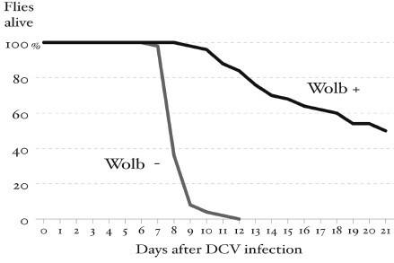 Survival curve showing higher survival to viral infection of flies carrying Wolbachia