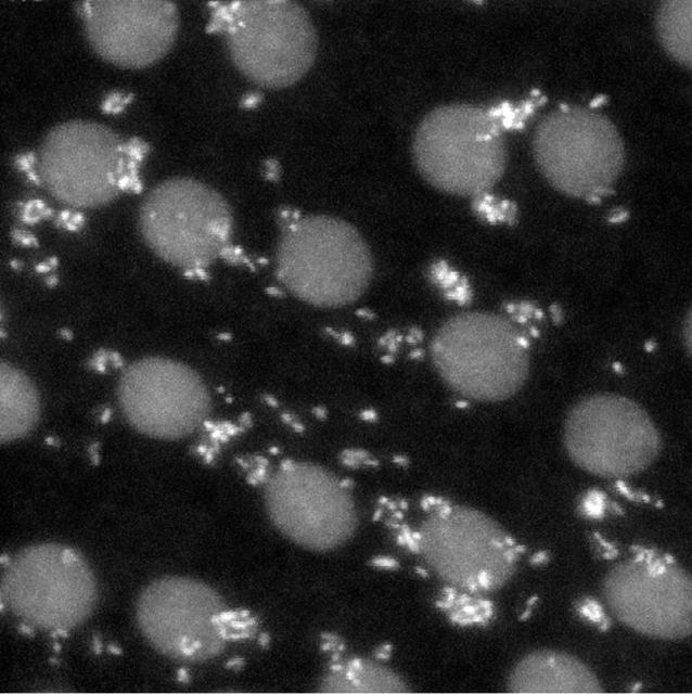 DNA staining in early syntitial Drosophila embryos showing Wolbachia as cytoplasmic speckles
