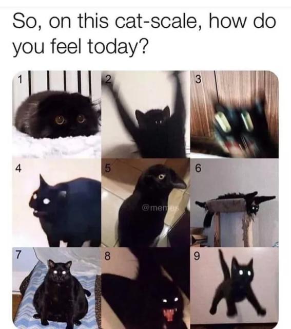 which cat are you