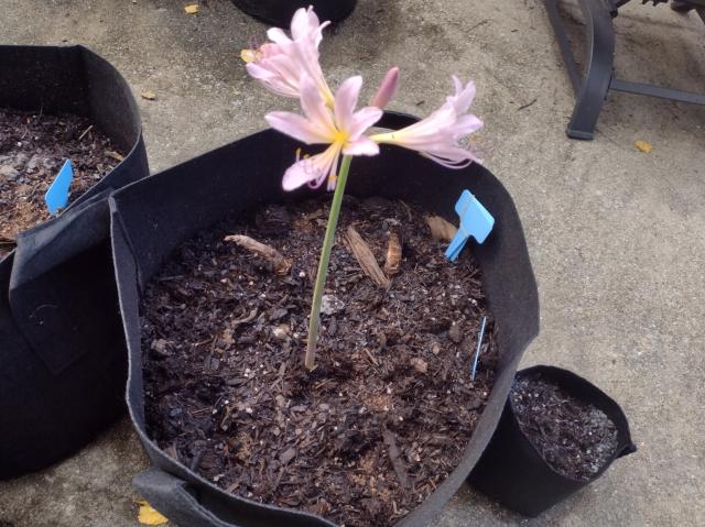 Pink lily in a cloth pot