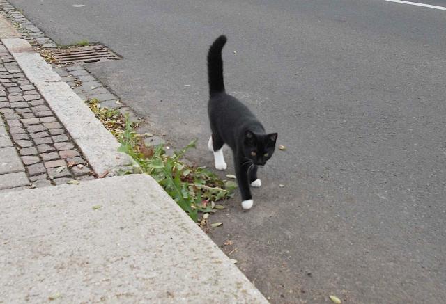 A black cat with white paws marching towards the camera