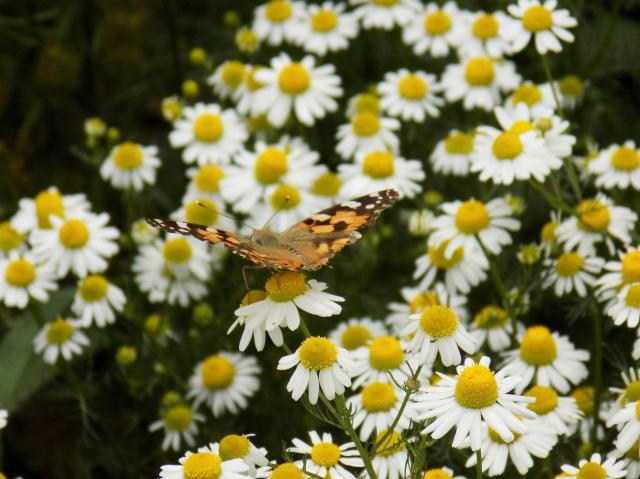 A painted lady butterfly sitting with spread wings on a flower in a group of chamomiles