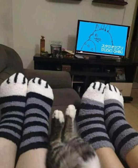 cat and cat socks