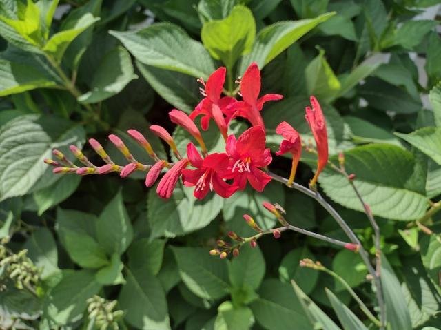 A bright red crocosmia flower