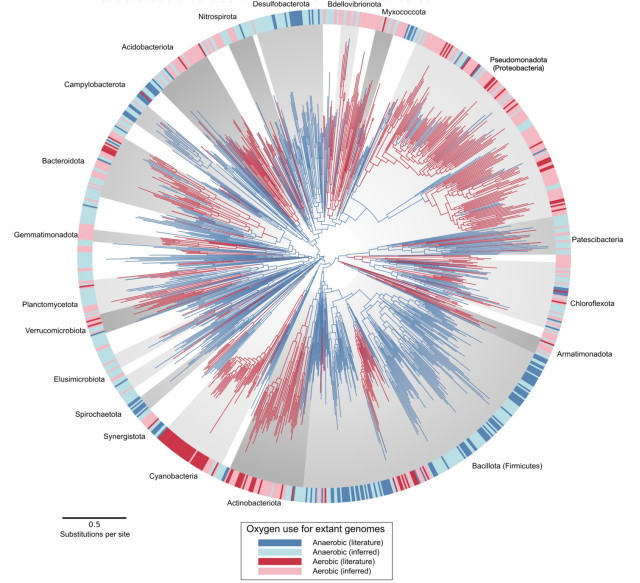 “A species tree of Bacteria, with branches coloured according to predicted ability to grow in the presence of oxygen (red, aerobic; blue, anaerobic). The external disc shows observed (dark colours) or predicted (light colours) oxygen use phenotypes for extant genomes. Major bacterial phyla (with more than 15 genomes in our tree) are named and delimited by shading. Branch lengths are proportional to the expected number of substitutions per site, as indicated by the scale bar.” https://doi.org/10.1101/2023.08.08.552427