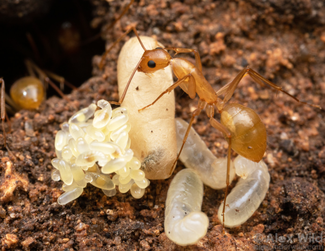 A slender, gold-orange ant sits atop a pile of pearl-like shiny eggs, long, segmented larvae, and a what looks like a giant beige pillow.