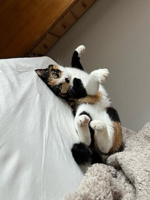 A calico cat lies on her back in the corner of a bed, waving her paws in the air. 