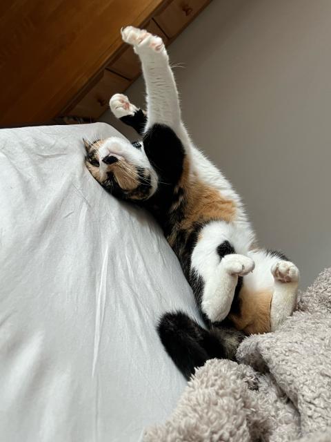 Same calico cat, now stretching out still on her back, looking very content. 