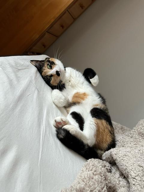 Stretch over, the calico cat returns to lying on her bag with paws bent and relaxed!