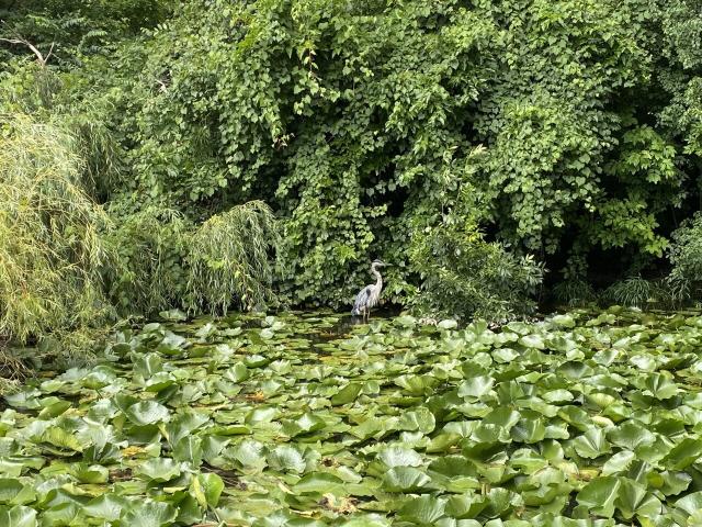 A water bird watches me on a pond covered in and surround by bright green vegetation. Royal Oak, Michigan. Photo by me