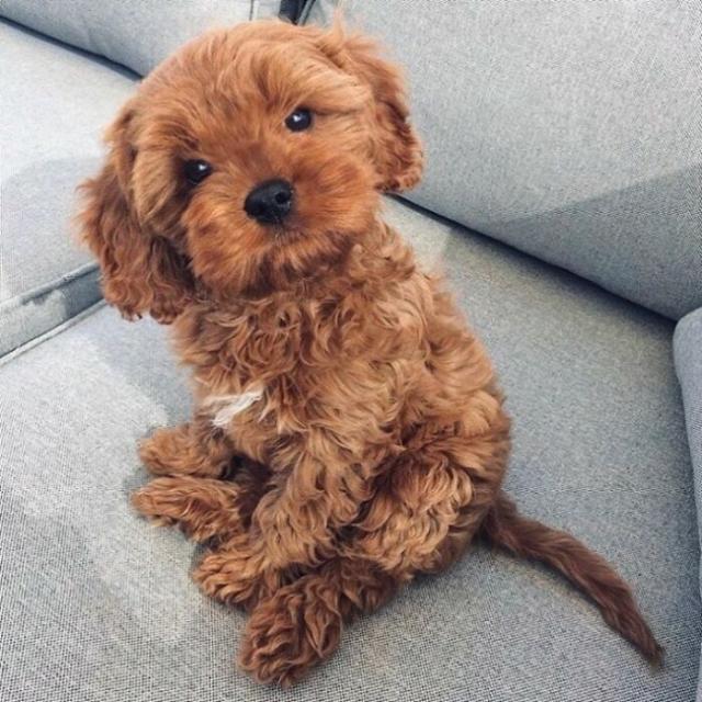 curly puppy