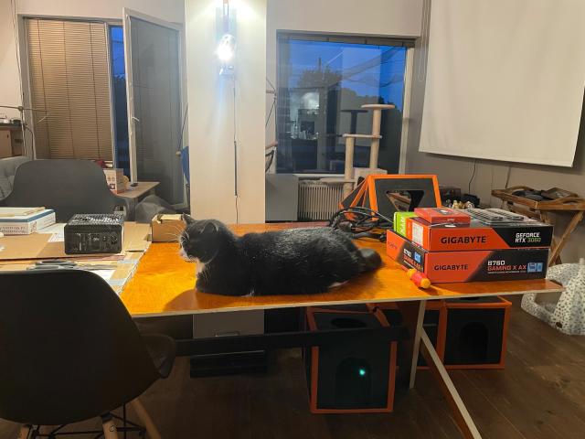 cat sitting smack dab in the middle of the space that has been cleared for building 