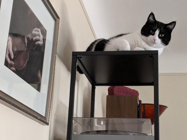 A tuxedo cat peers down from a high shelf above a record player.