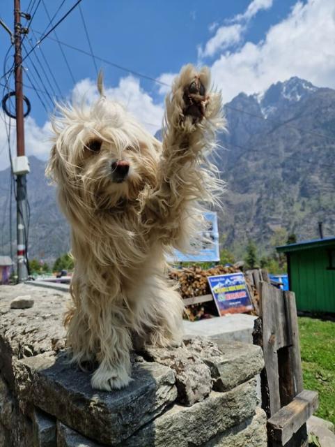 Himalayan dog
