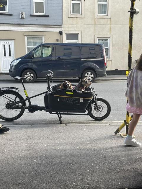 doggies in bike basket
