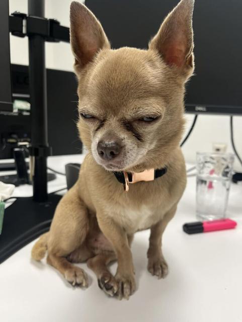 little dog, big feelings