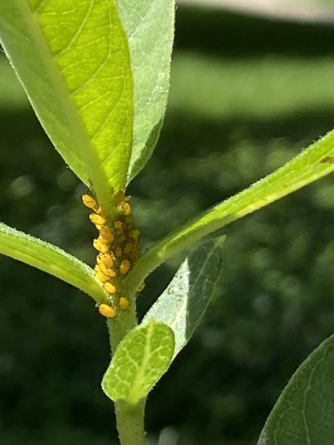 Dozens of yellow aphids surrounding the top of a milkweed plant