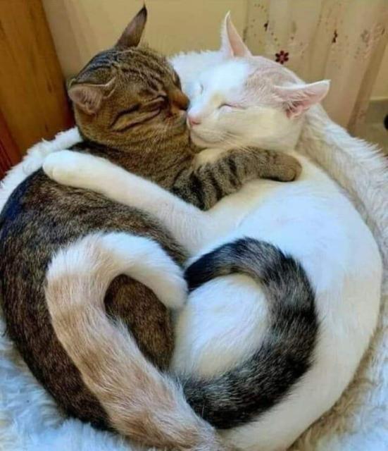 Two cats, curled up, embracing cheek to cheek, almost kissing. One is dark and stripey, the other is white, each with a paw on the other and their tails on each other curled into a heart shape. A counterchanged image of love and cuddliness.