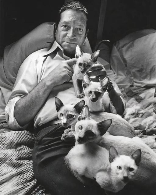Man with Siamese kittens