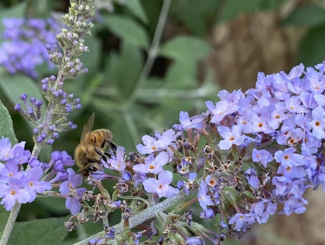 A bee drinks from a butterfly bush in Michigan. Credit: Sheril Kirshenbaum