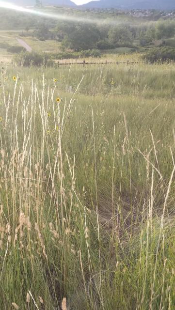 Rolling meadows with a distant rail fence and mountains.