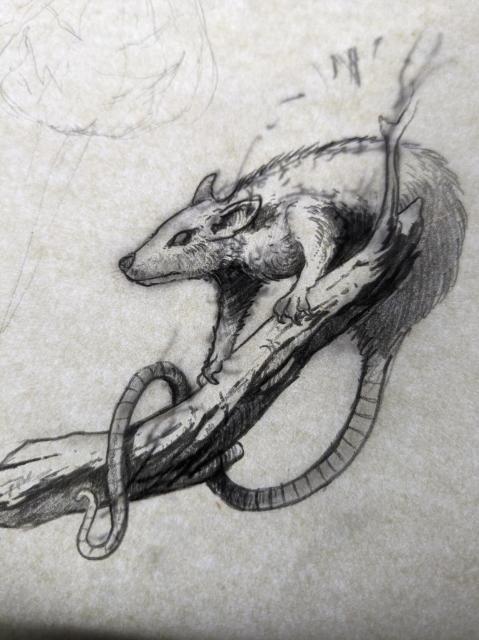 Pencil drawing of a rat crawling down a branch