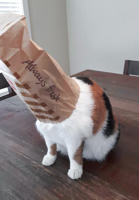 Cat gets its head stuck in bag