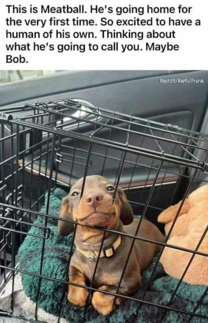 puppy names you Bob