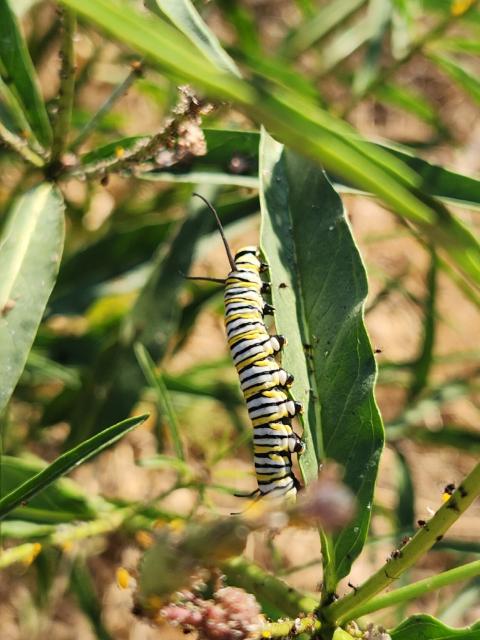 Photograph of a yellow, white, and black striped caterpillar on a milkweed leaf 