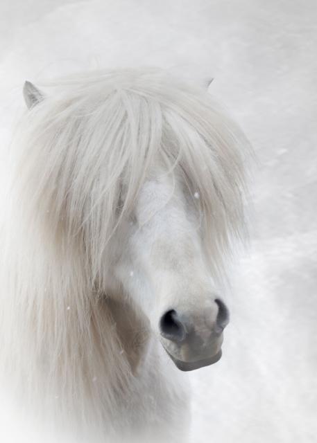 icelandic horse