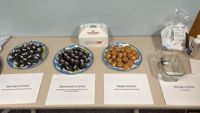 Seminar snacks - from left to right: 1) healthy urchin munchkins with licorice spines and candy eyes, 2) abnormal urchin munchkins who have lost all their spines and have crossed out eyes, 3) urchin skeletons (glazed munchkins, sitting on a plate of decaying spines, 4) live long-spined sea urchin in a Tupperware, with a sign saying “do not eat”. Box behind the munchkins has the Dunkin’ logo which has been modified to say Urchin’