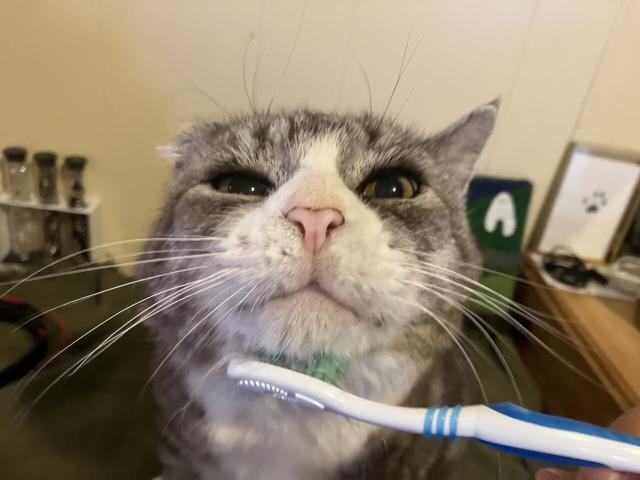 Mushroom, a grey tabby cat with a white face and missing most of his right ear, looking straight at the camera with a very lopsided and goofy expression as he gets scrubbed under the chin with a toothbrush (sans toothpaste)