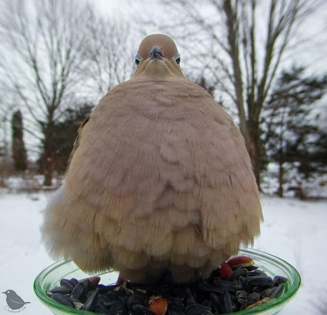 regal pigeon