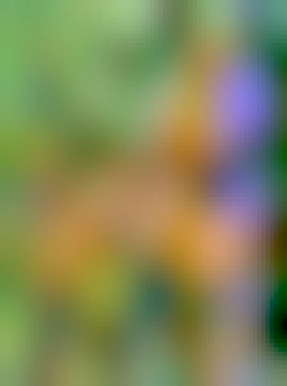 A photo of an eastern amber wing, a lovely orange dragonfly with detailed veining in their wings in clear focus. The phone was clearly very close to get this photo.