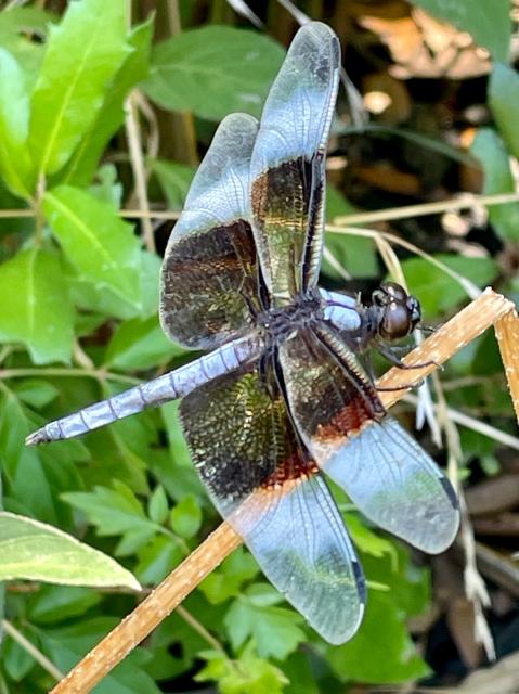 A phone photo of a widow skimmer that's quite close up with fine details of the dragonfly visible.  The phone was clearly very close to get this photo.