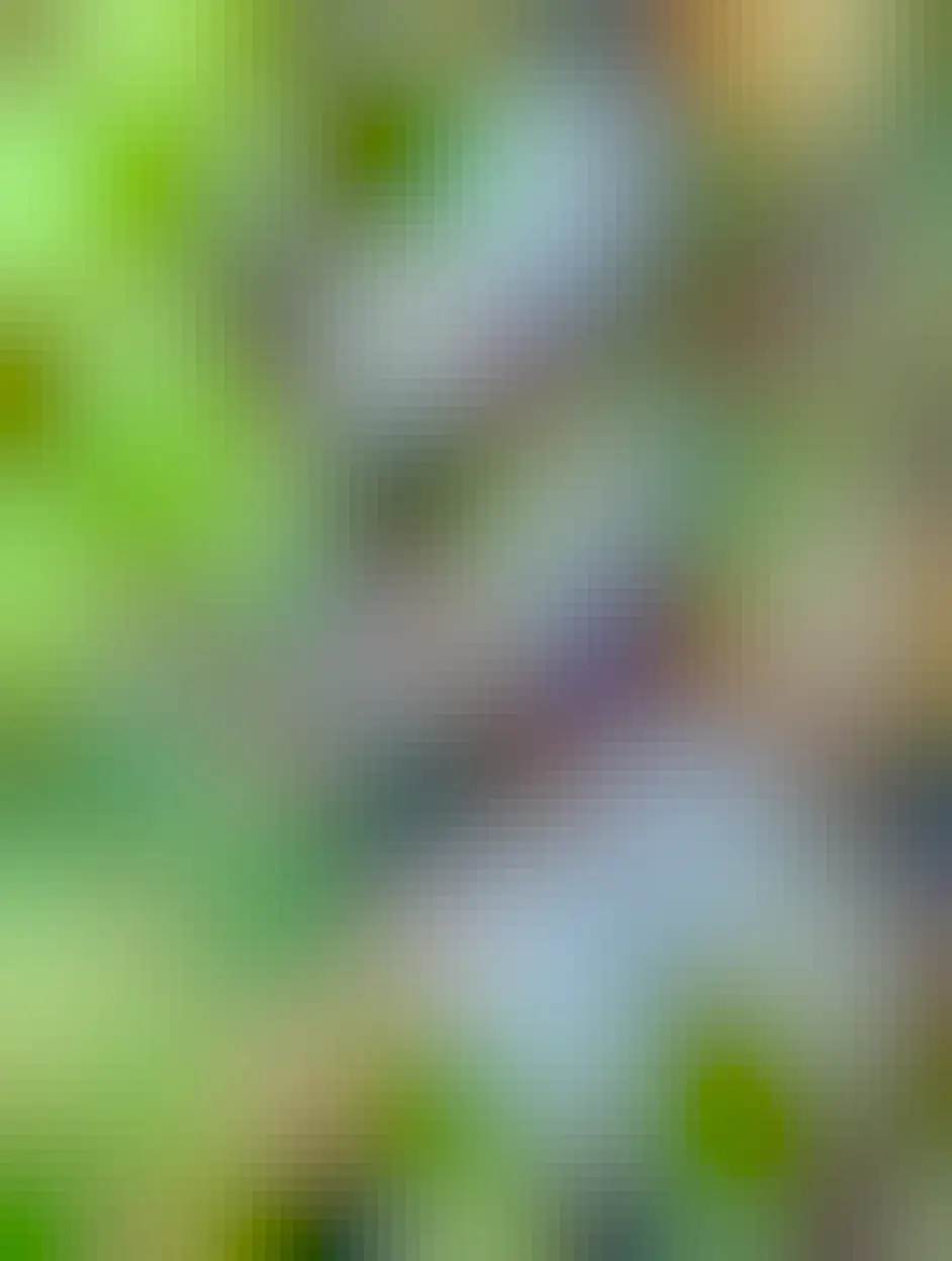 A phone photo of a widow skimmer that's quite close up with fine details of the dragonfly visible.  The phone was clearly very close to get this photo.