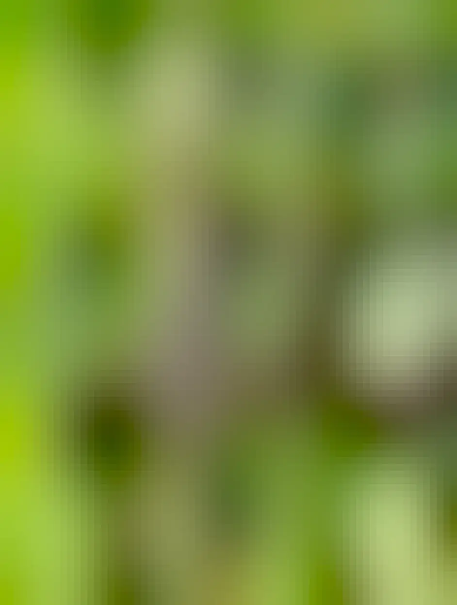 A phone photo of a tiny damselfly, a female/juv male double-striped bluet. The phone was inches from this bug. 