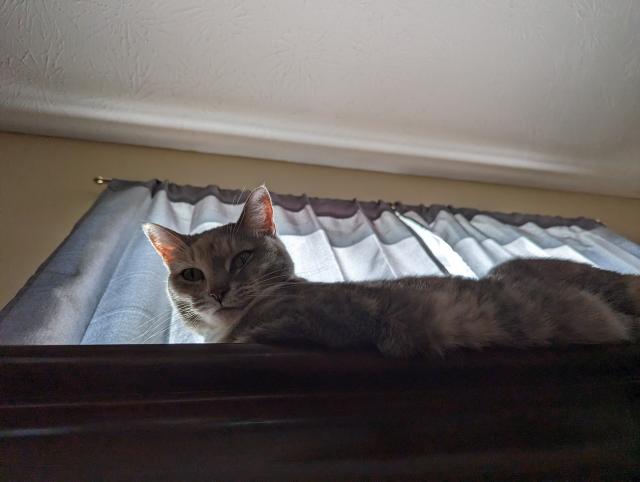 Sugar the cat, looking down at the photographer and/or the unworthy. 