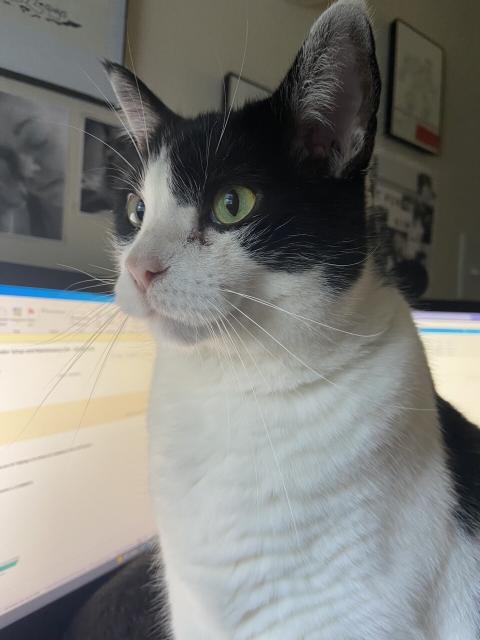 An adult, chonky, tuxedo male standing on a desk in front of two computer screens. He’s looking off camera to a window, contemplating whether he will be paid for his work today.