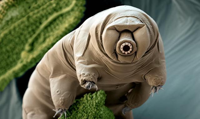 A tardigrade (Paramacrobiotus craterlaki) in moss. Photograph: Eye of Science/Science Photo Library