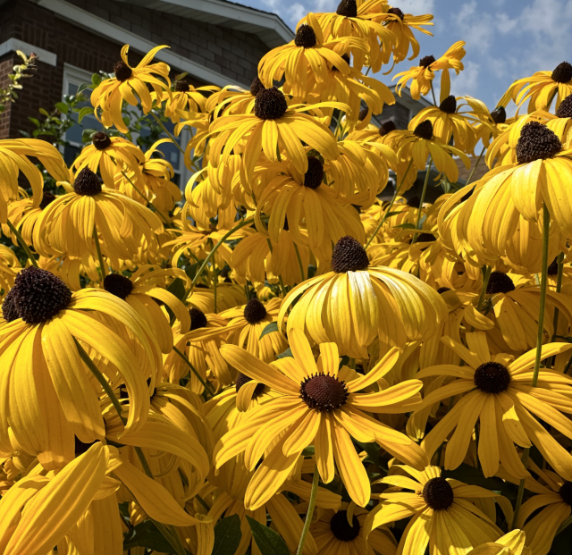 Golden yellow black-eyed Susans in front of a Chicago bungalow