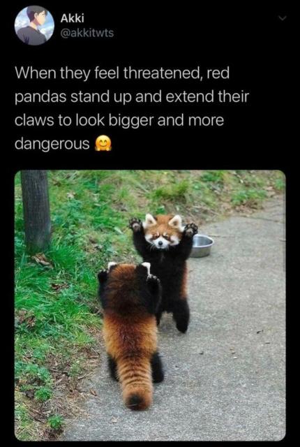 red pandas high ten