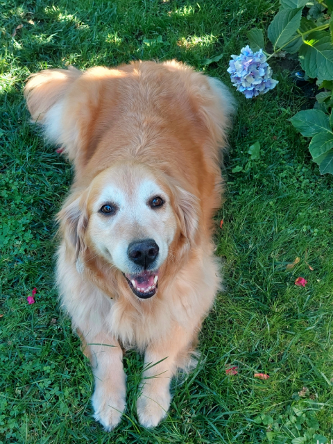 A smiling Golden Retriever lies in a deep green lawn next to a hydrangea bloom. Small splinters of sunlight glance across the top of the image.